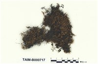 藏品(尖葉擬船葉苔)的圖片